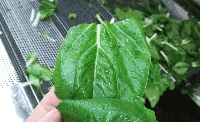 洗-白菜.png 洗-白菜.png